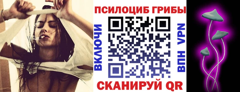 Галлюциногенные грибы Psilocybe где продают наркотики Семикаракорск